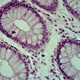 Monocular Biological Microscope